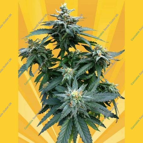 Dr. Kush Feminized Marijuana Strain by Freedom of Seeds For Sale Online at Cannabis Seeds Outlet