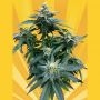 Dr. Kush Feminized Marijuana Strain by Freedom of Seeds For Sale Online at Cannabis Seeds Outlet