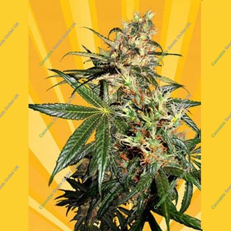Freedom Haze Regular Marijuana Strain by Freedom of Seeds For Sale Online at Cannabis Seeds Outlet