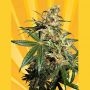 Freedom Haze Regular Marijuana Strain by Freedom of Seeds For Sale Online at Cannabis Seeds Outlet