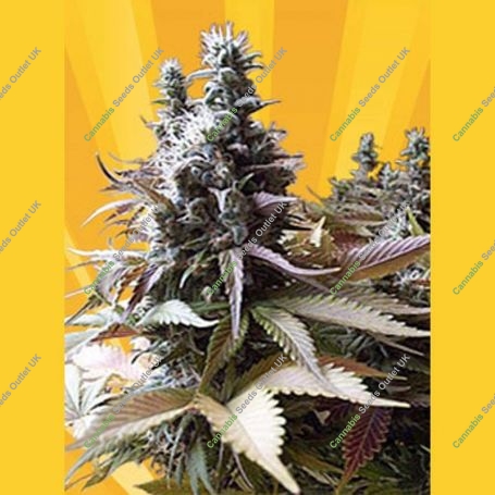 Godberry Regular Marijuana Strain by Freedom of Seeds For Sale Online at Cannabis Seeds Outlet