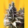 Godberry Regular Marijuana Strain by Freedom of Seeds For Sale Online at Cannabis Seeds Outlet