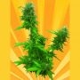 Guerrilla Ryder Auto Regular Marijuana Strain by Freedom of Seeds For Sale Online at Cannabis Seeds Outlet