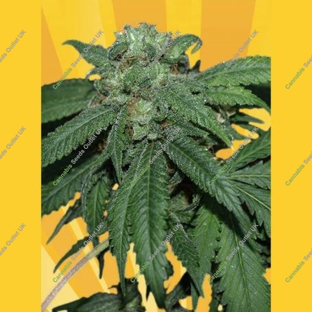 Hash Lover Regular Marijuana Strain by Freedom of Seeds For Sale Online at Cannabis Seeds Outlet
