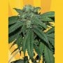 Hash Lover Regular Marijuana Strain by Freedom of Seeds For Sale Online at Cannabis Seeds Outlet