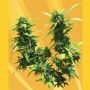 Jack Auto Female Freedom of Cannabis Seeds