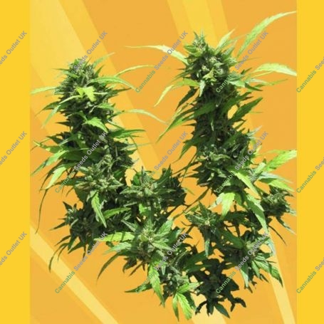 Jack Auto Feminized Marijuana Strain by Freedom of Seeds For Sale Online at Cannabis Seeds Outlet