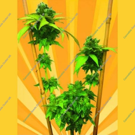 Easy Cheese Auto Regular Marijuana Strain by Freedom of Seeds For Sale Online at Cannabis Seeds Outlet