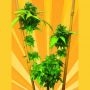 Easy Cheese Auto Regular Marijuana Strain by Freedom of Seeds For Sale Online at Cannabis Seeds Outlet