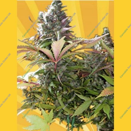Mighty Grape Regular Marijuana Strain by Freedom of Seeds For Sale Online at Cannabis Seeds Outlet