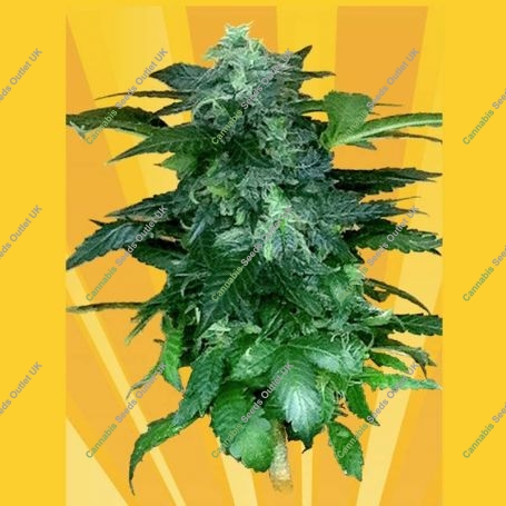 Pixie Punch Auto Feminized Marijuana Strain by Freedom of Seeds For Sale Online at Cannabis Seeds Outlet
