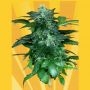 Pixie Punch Auto Feminized Marijuana Strain by Freedom of Seeds For Sale Online at Cannabis Seeds Outlet