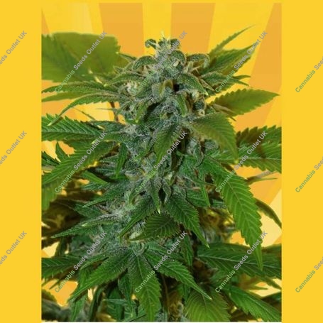 Romberry Regular Marijuana Strain by Freedom of Seeds For Sale Online at Cannabis Seeds Outlet