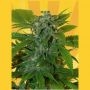 Romberry Regular Marijuana Strain by Freedom of Seeds For Sale Online at Cannabis Seeds Outlet