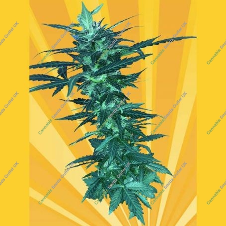 Short Nepali Auto Feminized Marijuana Strain by Freedom of Seeds For Sale Online at Cannabis Seeds Outlet