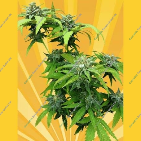 Cheesedom Stilton Breath Feminized Marijuana Strain by Freedom of Seeds For Sale Online at Cannabis Seeds Outlet