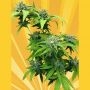 Cheesedom Stilton Breath Feminized Marijuana Strain by Freedom of Seeds For Sale Online at Cannabis Seeds Outlet