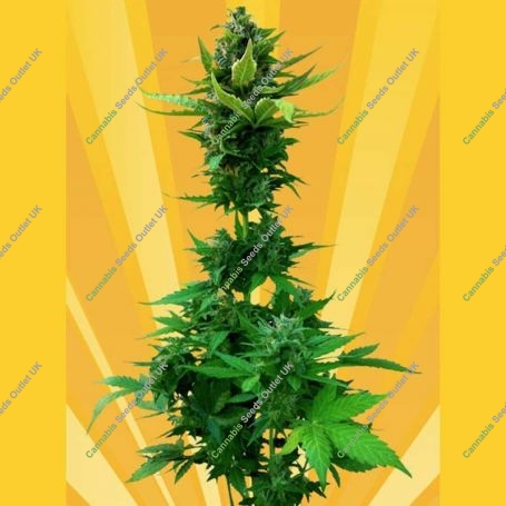 White Goblin Auto Feminized Marijuana Strain by Freedom of Seeds For Sale Online at Cannabis Seeds Outlet