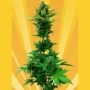 White Goblin Auto Feminized Marijuana Strain by Freedom of Seeds For Sale Online at Cannabis Seeds Outlet
