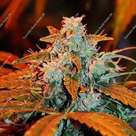 Berry Auto Feminized Marijuana Strain by G13 Labs For Sale Online at Cannabis Seeds Outlet