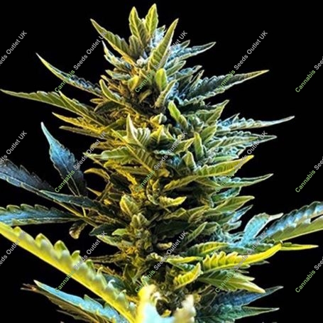 Bride Cake Auto Feminized Marijuana Strain by G13 Labs For Sale Online at Cannabis Seeds Outlet