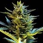 Bride Cake Auto Feminized Marijuana Strain by G13 Labs For Sale Online at Cannabis Seeds Outlet