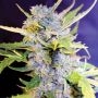 Fro-Yo Automatic Feminized Marijuana Strain by G13 Labs For Sale Online at Cannabis Seeds Outlet