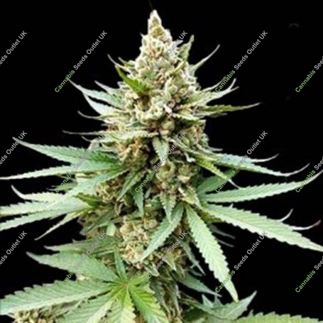 Blue OG Feminized Marijuana Strain by G13 Labs For Sale Online at Cannabis Seeds Outlet