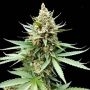 Blue OG Feminized Marijuana Strain by G13 Labs For Sale Online at Cannabis Seeds Outlet