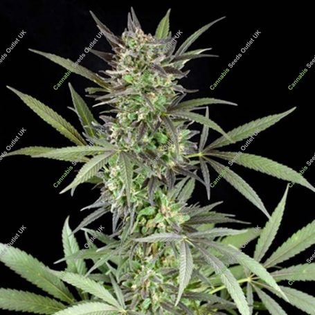 Blue Venom Feminized Marijuana Strain by G13 Labs For Sale Online at Cannabis Seeds Outlet