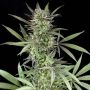 Blue Venom Feminized Marijuana Strain by G13 Labs For Sale Online at Cannabis Seeds Outlet