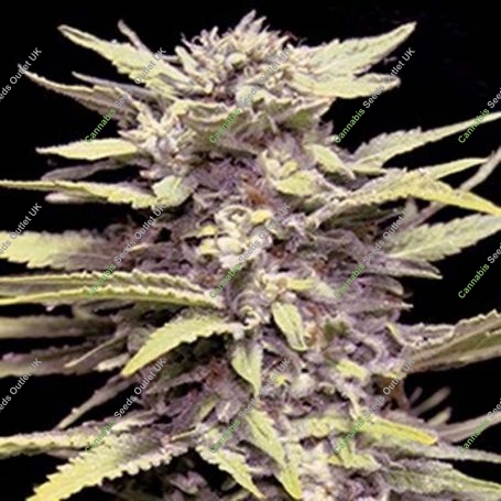Blueberry Gum Feminized Marijuana Strain by G13 Labs For Sale Online at Cannabis Seeds Outlet