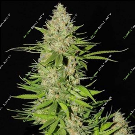 Blueberry Gum No.2 Feminized Marijuana Strain by G13 Labs For Sale Online at Cannabis Seeds Outlet