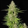Blueberry Gum No.2 Feminized Marijuana Strain by G13 Labs For Sale Online at Cannabis Seeds Outlet