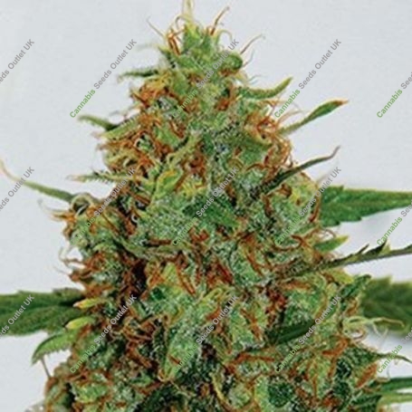 C99 Feminized Marijuana Strain by G13 Labs For Sale Online at Cannabis Seeds Outlet