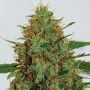C99 Feminized Marijuana Strain by G13 Labs For Sale Online at Cannabis Seeds Outlet