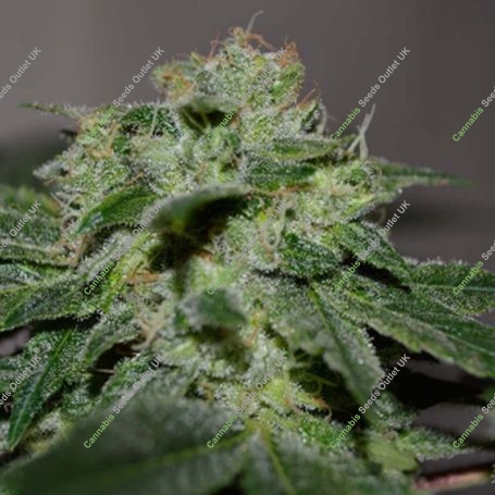 Chocolate Heaven Feminized Marijuana Strain by G13 Labs For Sale Online at Cannabis Seeds Outlet