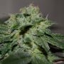 Chocolate Heaven Feminized Marijuana Strain by G13 Labs For Sale Online at Cannabis Seeds Outlet