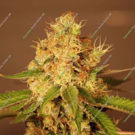 Diesel Auto Feminized Marijuana Strain by G13 Labs For Sale Online at Cannabis Seeds Outlet