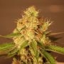 Diesel Auto Feminized Marijuana Strain by G13 Labs For Sale Online at Cannabis Seeds Outlet