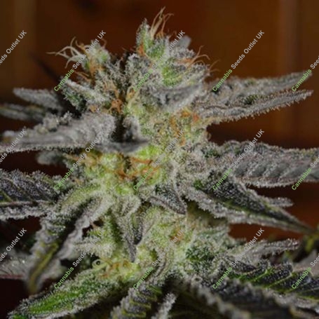 Double Black Feminized Marijuana Strain by G13 Labs For Sale Online at Cannabis Seeds Outlet