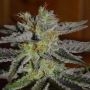 Double Black Feminized Marijuana Strain by G13 Labs For Sale Online at Cannabis Seeds Outlet