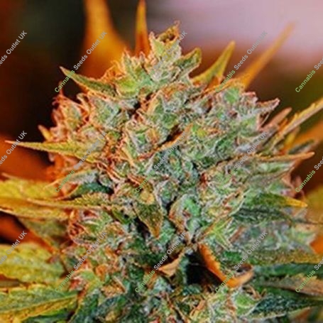 Gigabud Feminized Marijuana Strain by G13 Labs For Sale Online at Cannabis Seeds Outlet