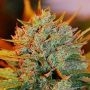Gigabud Feminized Marijuana Strain by G13 Labs For Sale Online at Cannabis Seeds Outlet