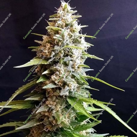 Maltezerz Feminized Marijuana Strain by G13 Labs For Sale Online at Cannabis Seeds Outlet