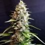 Maltezerz Feminized Marijuana Strain by G13 Labs For Sale Online at Cannabis Seeds Outlet