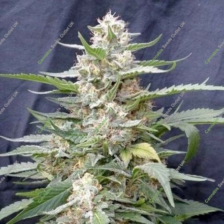 Lemon Amber Kush Feminized Marijuana Strain by G13 Labs For Sale Online at Cannabis Seeds Outlet
