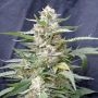 Lemon Amber Kush Feminized Marijuana Strain by G13 Labs For Sale Online at Cannabis Seeds Outlet