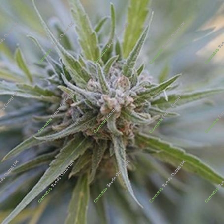 Midnight Kush Feminized Marijuana Strain by G13 Labs For Sale Online at Cannabis Seeds Outlet