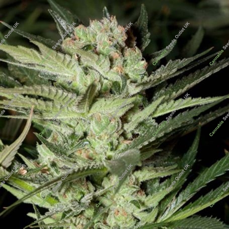 Mozarella Feminized Marijuana Strain by G13 Labs For Sale Online at Cannabis Seeds Outlet